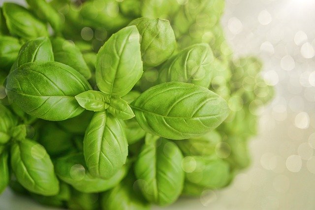 basil-3405405_640_wps图片.jpg